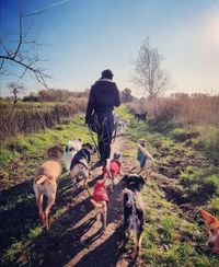 Dogwalk Gassiservice Hundeauslauf Hundesitter Berlin Prenzlauer Berg Pankow Wei&szlig;ensee